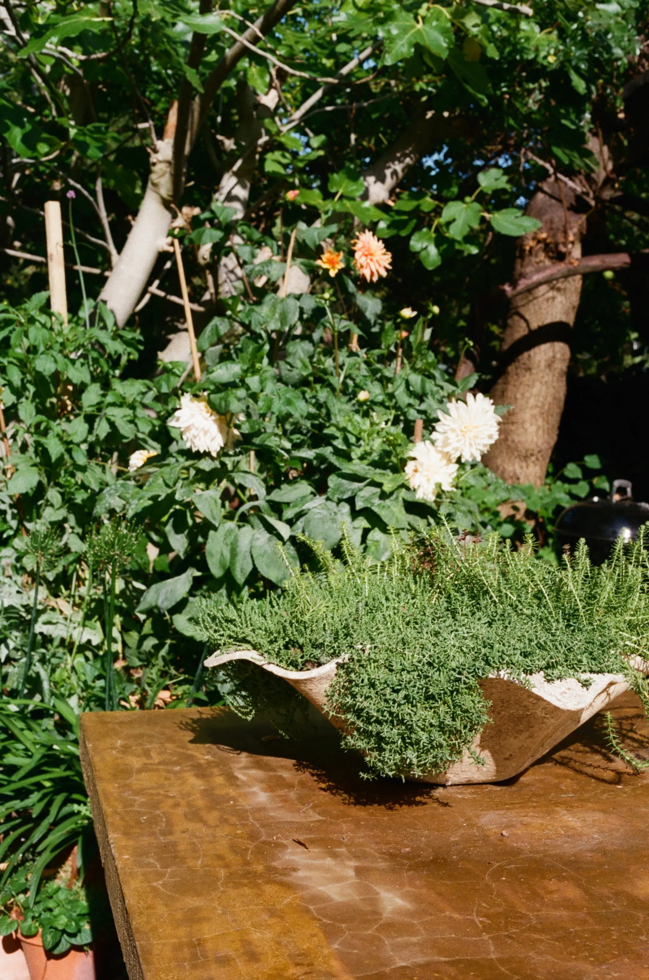 A scalloped stone bowl planted with thyme on a corten steel table, dahlias and a fig behind