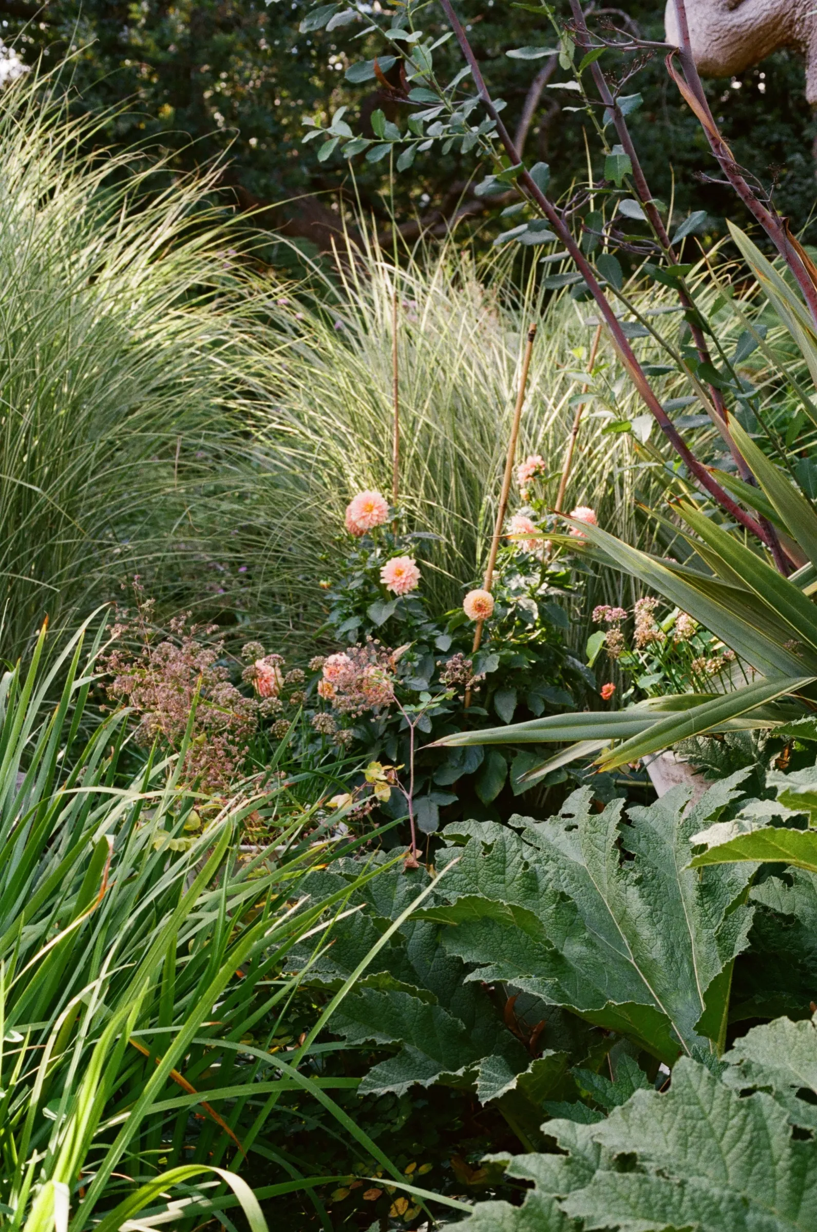 Peach dahlias amongst ornamental grasses in a London garden