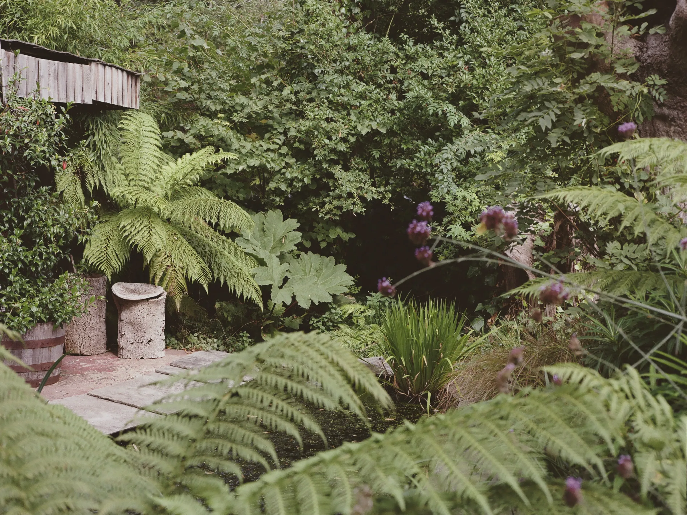 Tree ferns, terracotta pots and layered planting in a De Lacey & Cooke garden