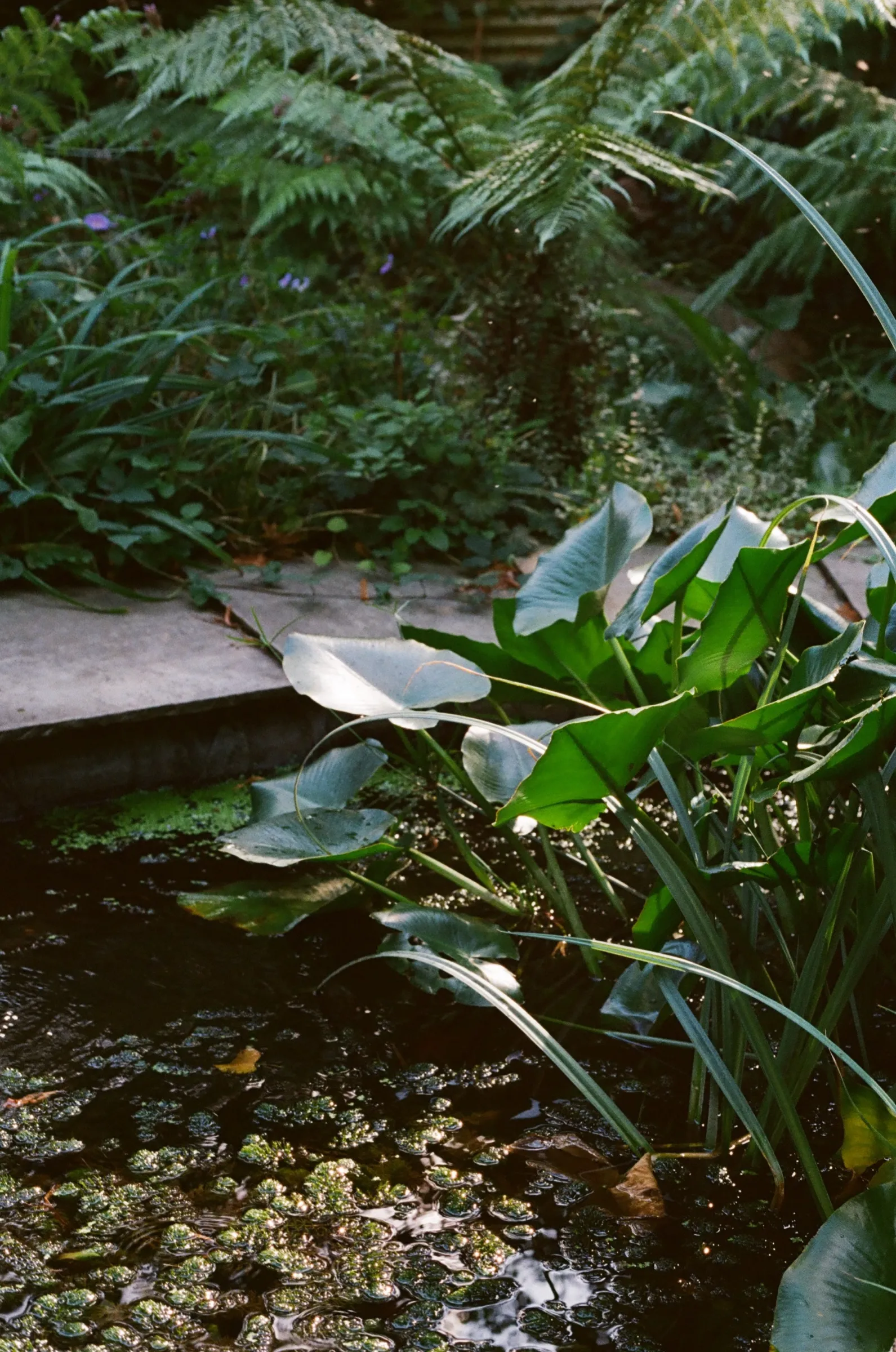 Garden — De Lacey & Cooke