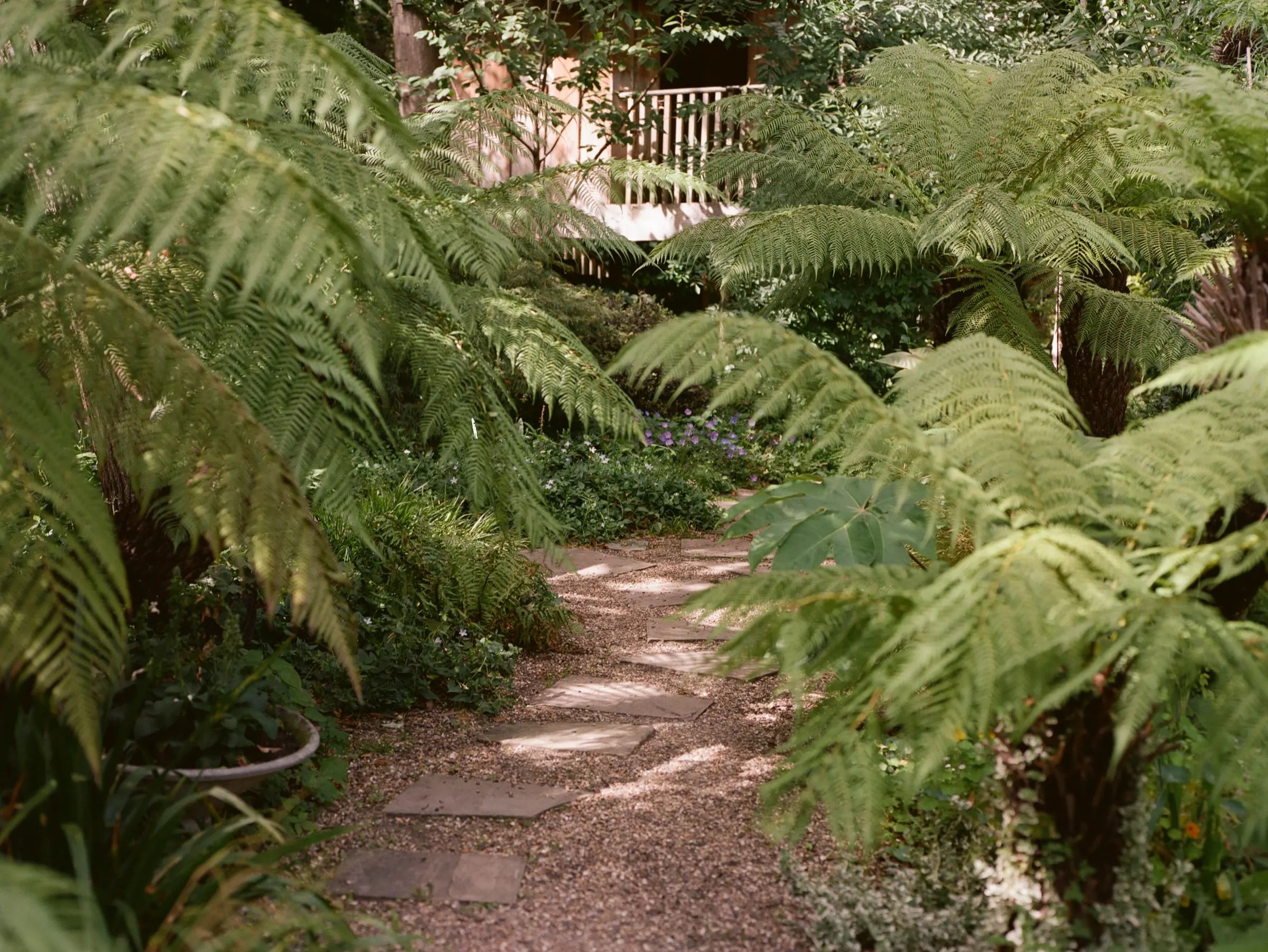 A stepping-stone path curving between tree ferns, hardy geraniums in flower behind