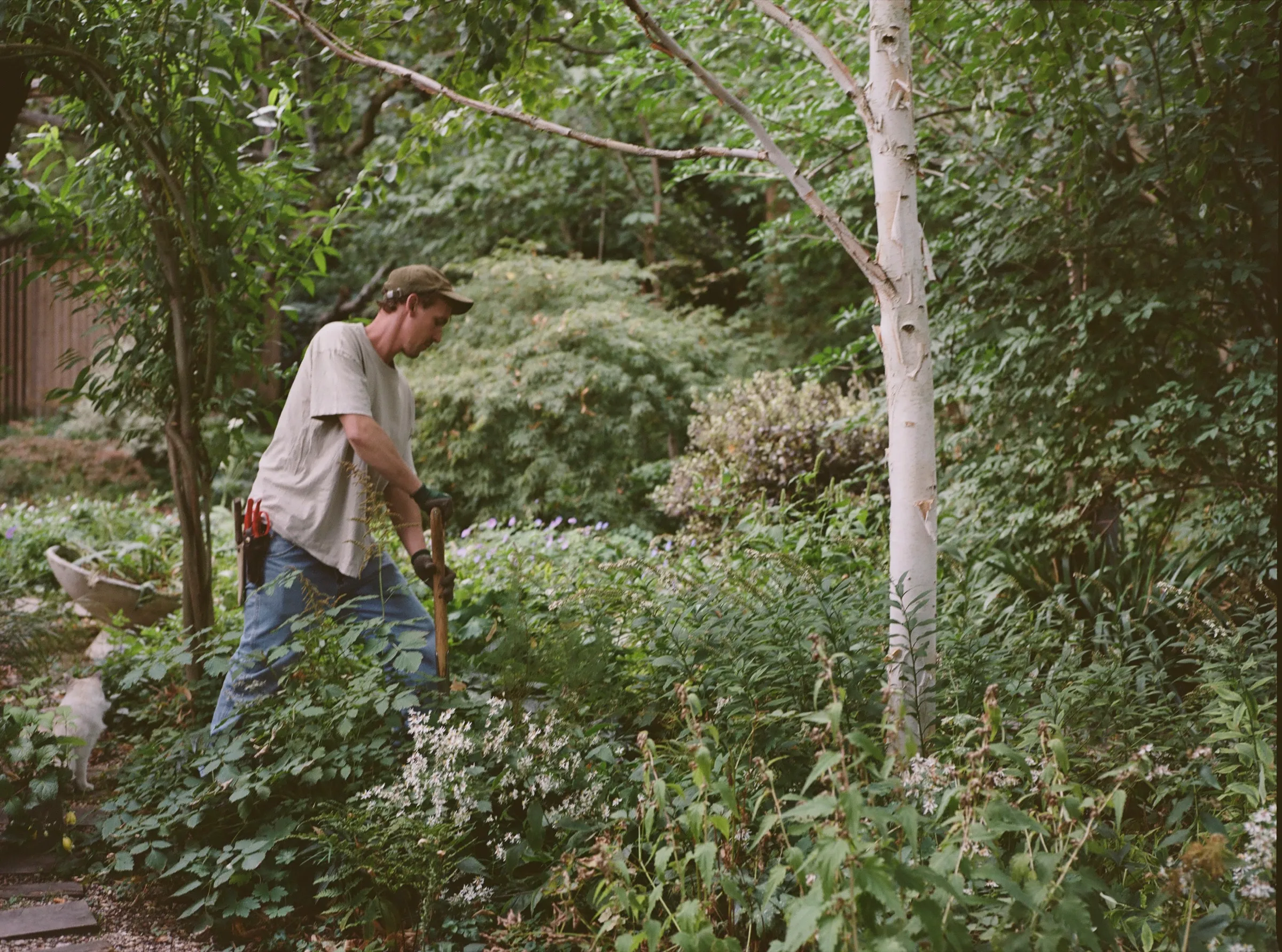 Garden — De Lacey & Cooke