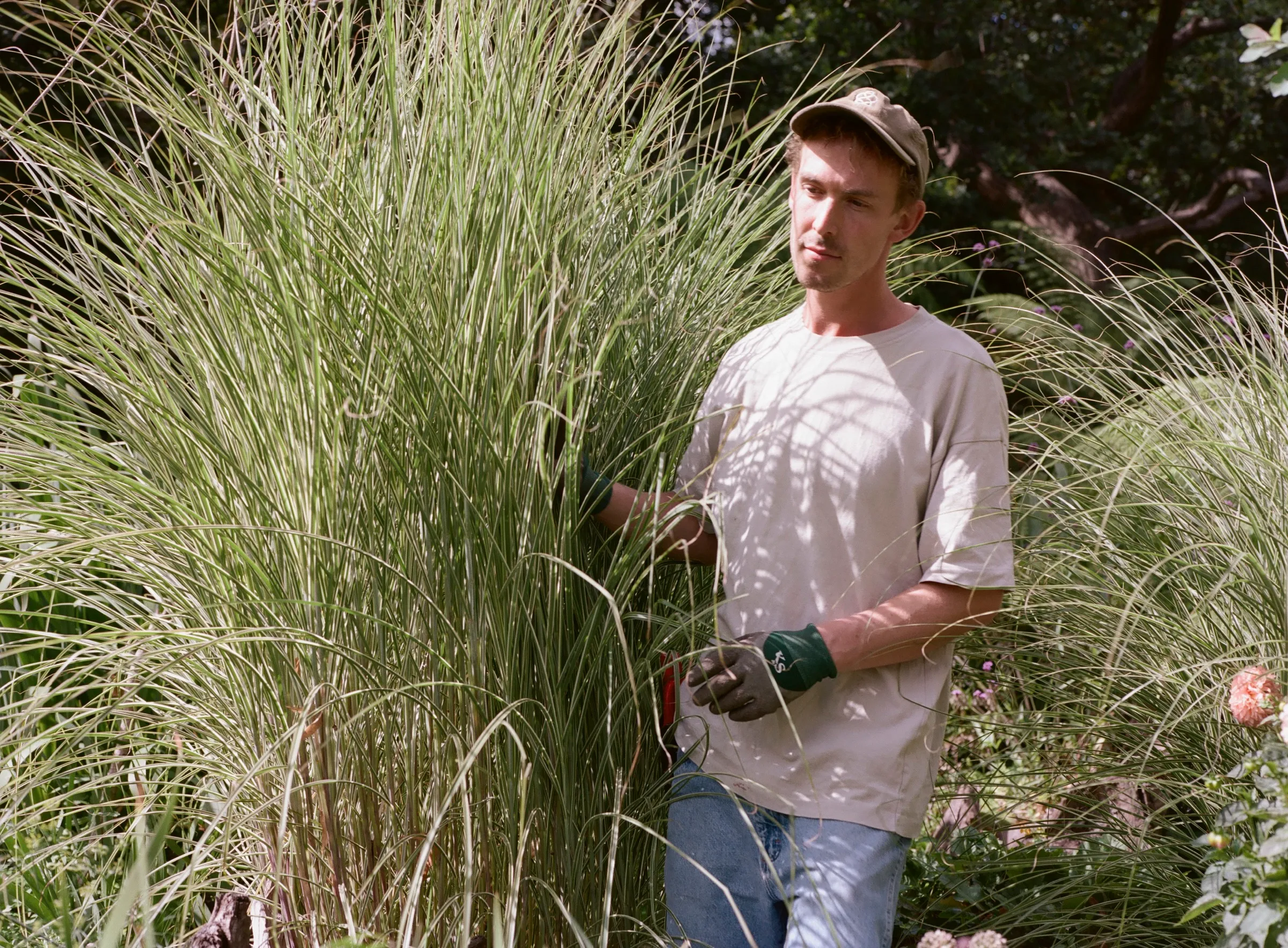 A gardener standing among tall miscanthus grasses, gloved, with secateurs at his belt